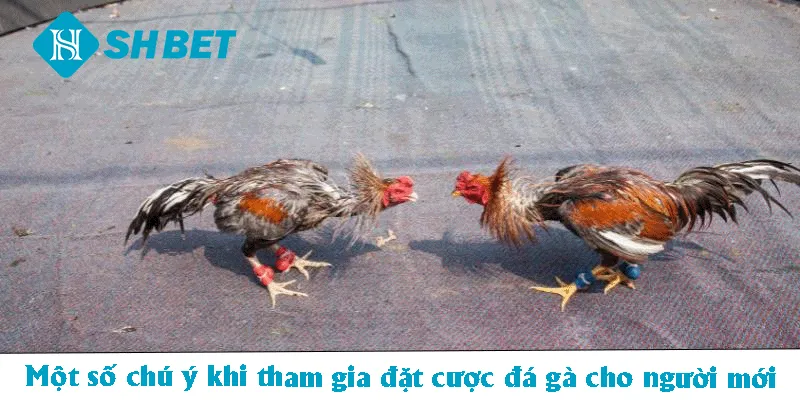 Một số chú ý khi tham gia đặt cược đá gà cho người mới